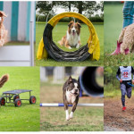 Semaine Nationale du Chien : la pratique du sport avec son chien à l'honneur partout en France du 28 septembre au 6 octobre !