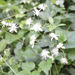 Intoxication  par la Clématite  des haies  (Clematis vitalba L)