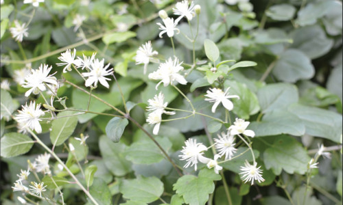 Intoxication  par la Clématite  des haies  (Clematis vitalba L)