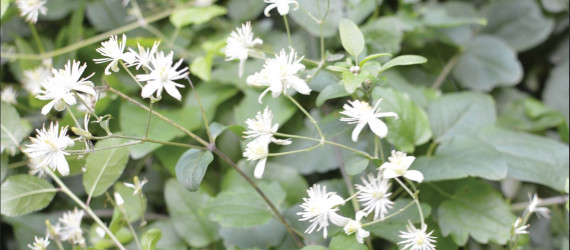 Intoxication  par la Clématite  des haies  (Clematis vitalba L)