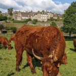 La salers fait sa star au Sommet
