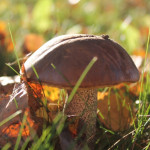 Saison des champignons : attention aux risques d'intoxications