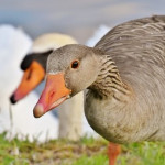 Grippe aviaire   Une avancée  prometteuse pour un vaccin protégeant les volailles contre tous les variants du virus H5N1