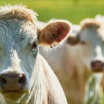 Taureaux .  Charolais Univers ajoute un index de  fertilité des femelles