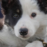 Faire reproduire son chien  ou sa chienne,  bonne ou mauvaise idée ?