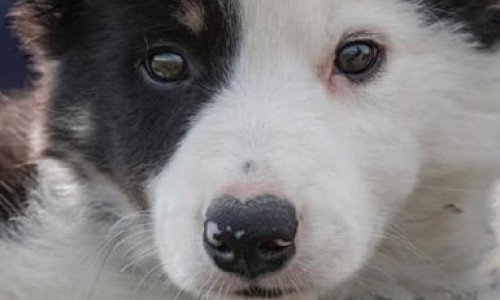 Faire reproduire son chien  ou sa chienne,  bonne ou mauvaise idée ?