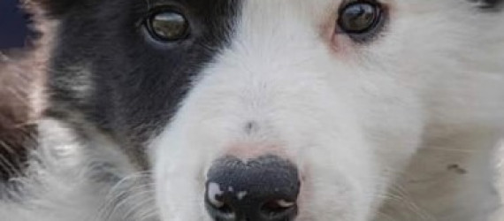 Faire reproduire son chien  ou sa chienne,  bonne ou mauvaise idée ?