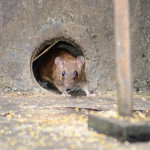 Raticides :  Intérêts d’un appât bi-molécule