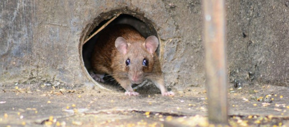 Raticides :  Intérêts d’un appât bi-molécule