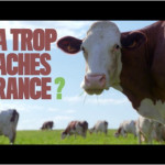 Des spots télé pour promouvoir l’élevage de ruminants