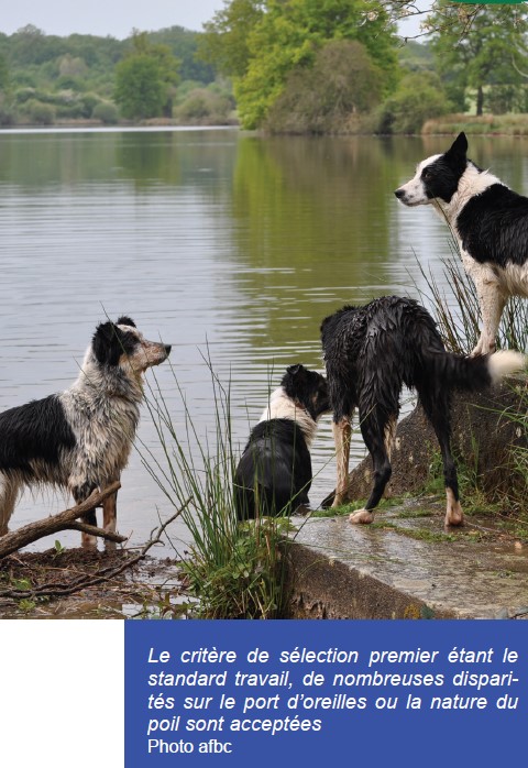 C’est quoi un Border Collie « à papier » ? (Partie 2)
