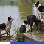 C’est quoi un Border Collie « à papier » ? (Partie 2)