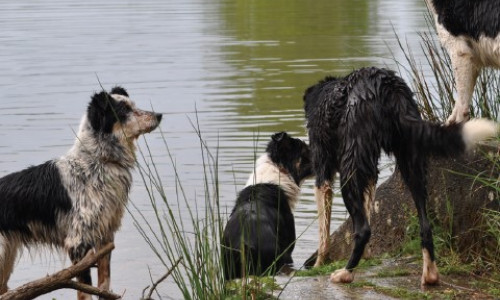 C’est quoi un Border Collie « à papier » ? (Partie 2)