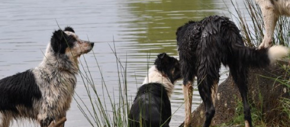 C’est quoi un Border Collie « à papier » ? (Partie 2)