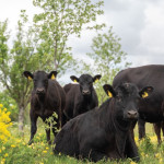 L’Angus,  écossaise  et rustique