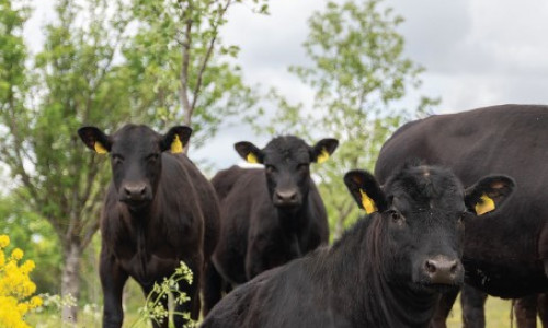 L’Angus,  écossaise  et rustique