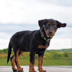 Multiplication des vols de chiens en France. La centrale canine conseille