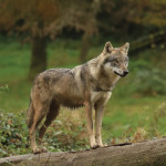 Le loup perd son statut d'espèce strictement protégée