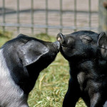 Influenza D : une transmission possible  des bovins aux porcs
