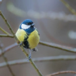 Les citoyens invités à compter les oiseaux des jardins les 25 et 26 janvier 2025