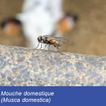 Lutte biologique contre les mouches