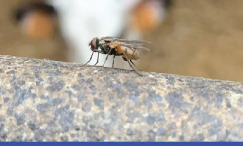Lutte biologique contre les mouches