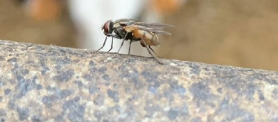 Lutte biologique contre les mouches