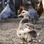 Avancée majeure pour la gestion des épidémies d’influenza aviaire : un outil numérique pour mieux tracer les élevages infectés
