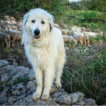 Aide à la protection des troupeaux et des exploitations