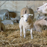 Ouverture guichet "solde" indemnisations FCO 3 et 8