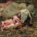 Préparation  des mise-bas  et pathologies  périnatales