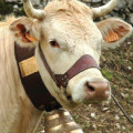 Dans le Vercors, des agriculteurs sauvegardent la vache Villard-de-Lans