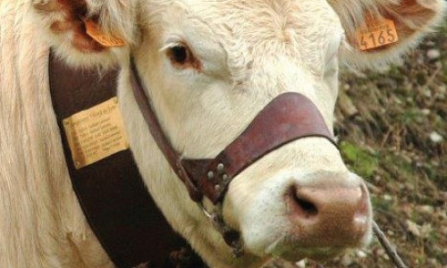 Dans le Vercors,  des agriculteurs sauvegardent  la vache  Villard-de-Lans