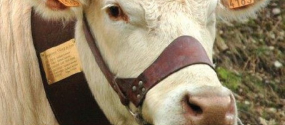 Dans le Vercors,  des agriculteurs sauvegardent  la vache  Villard-de-Lans