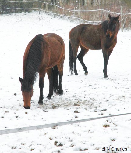 Neige, pluie, gel… Comment le cheval s’adapte pour  affronter l’hiver ?