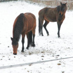 Neige, pluie, gel… Comment le cheval s’adapte pour  affronter l’hiver ?