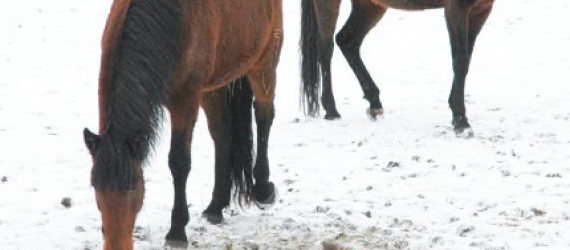 Neige, pluie, gel… Comment le cheval s’adapte pour  affronter l’hiver ?