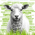 Tech-Ovin – Salon National du mouton (87)