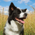 Le bien-être du chien