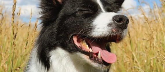 Le bien-être du chien