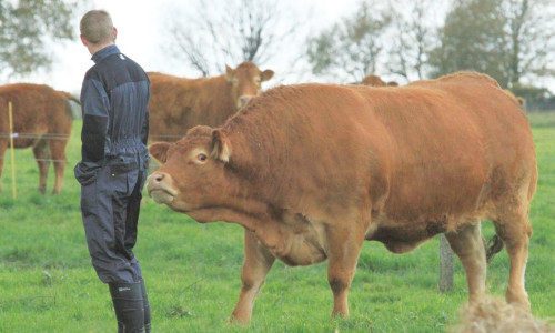 Anomalies  sensorielles  chez les bovins