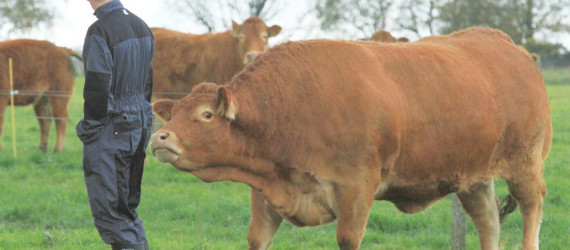 Anomalies  sensorielles  chez les bovins