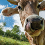 Alimentation  des ruminants :  organiser son plan de pâturage en trois étapes