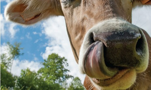 Alimentation  des ruminants :  organiser son plan de pâturage en trois étapes
