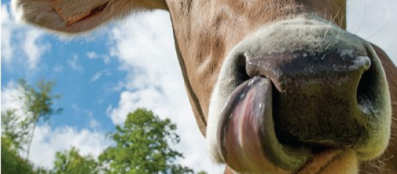 Alimentation  des ruminants :  organiser son plan de pâturage en trois étapes