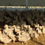 Influenza Aviaire  L’État ne prendra en charge que 40% du financement pour la campagne de vaccination 2025/2026