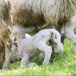 Les éleveurs  de l’Agneau de lait des Pyrénées IGP et Label Rouge à la conquête des restaurateurs