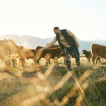 Plus de la moitié des exploitants agricoles installés en 2018 sont issus de parents agriculteurs