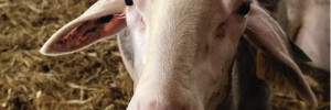 Les causes d’avortements chez les ovins