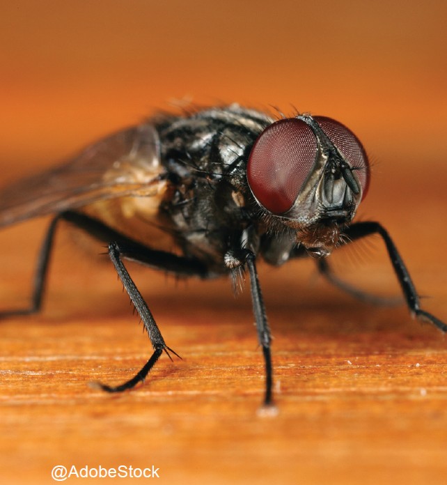 1, 2, 3… PARTEZ Lutte contre  les mouches en  bâtiments d’élevage
